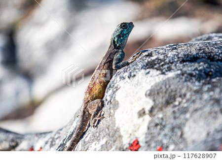 Small colorful lizard in the wild on stone. animals wallpaper, close up Small colorful lizard in the wild on stone. animals wallpaper, close up 117628907