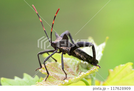Black beetle with 6 legs and long striped red-black mustache sits on leaf Black beetle with 6 legs and long striped red-black mustache sits on leaf 117628909