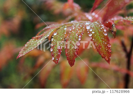 Plant branch with green-red leaves and drops of water after rain or dew. autumn colors background Plant branch with green-red leaves and drops of water after rain or dew. autumn colors background 117628966