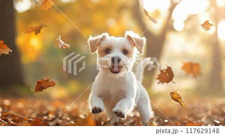 Playful puppy running through autumn leaves in a sunlit forest 117629148