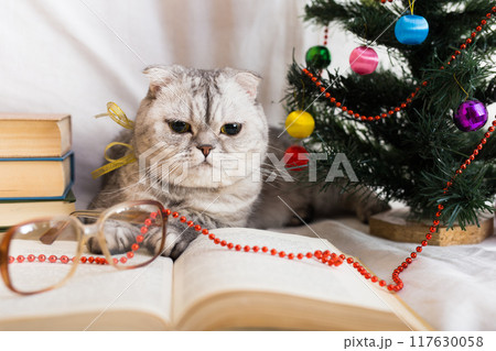 Gray scottish fold cat with golden ribbon around his neck lying near book and Christmas tree Gray scottish fold cat with golden ribbon around his neck lying near book and Christmas tree 117630058