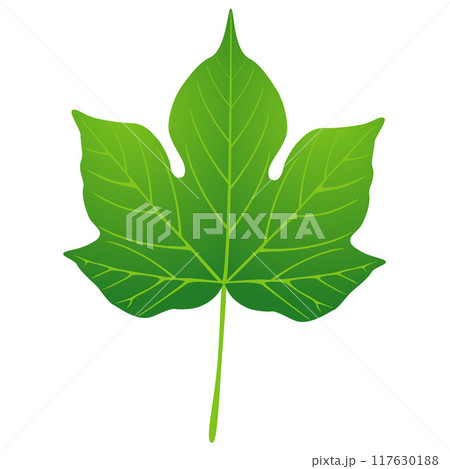 Green leaf of cotton on white background, design element. 117630188