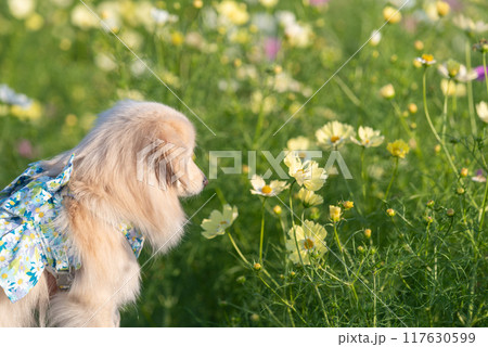 コスモスとわんこ コスモスとわんこ 117630599