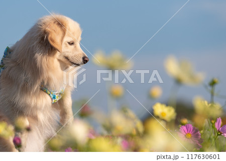 コスモスとわんこ コスモスとわんこ 117630601