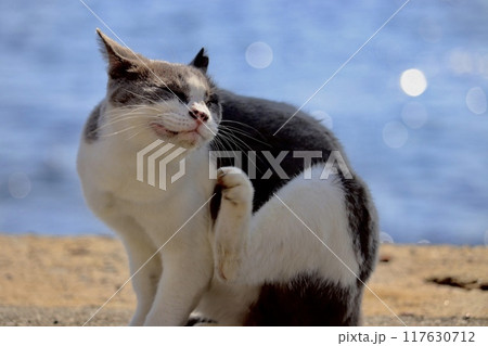 猫島の海辺でくつろぐ野良猫 117630712