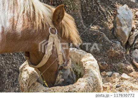 Poniyu drinking water from a feeder cup stone 117630772