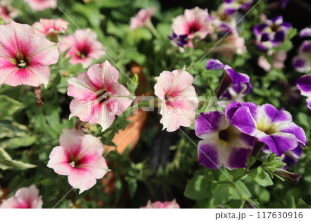 おしゃれなペチュニアとサフィニアの花 117630916