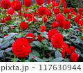 赤いダリアの花 117630944