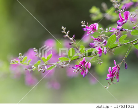 赤紫の萩の花 赤紫の萩の花 117631012