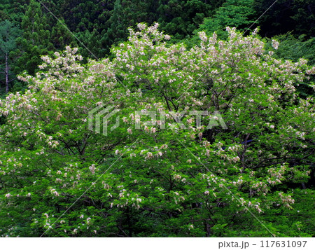 アカシアの花 117631097