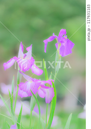 伝統的な日本の美:菖蒲の花 端午の節句イメージ 伝統的な日本の美:菖蒲の花 端午の節句イメージ 117631183