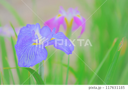 伝統的な日本の美：菖蒲の花　端午の節句イメージ 117631185