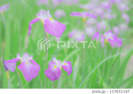 伝統的な日本の美：菖蒲の花　端午の節句イメージ 117631197