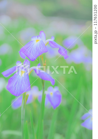 伝統的な日本の美:菖蒲の花 端午の節句イメージ 伝統的な日本の美:菖蒲の花 端午の節句イメージ 117631200