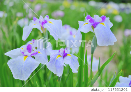 伝統的な日本の美：菖蒲の花　端午の節句イメージ 117631201