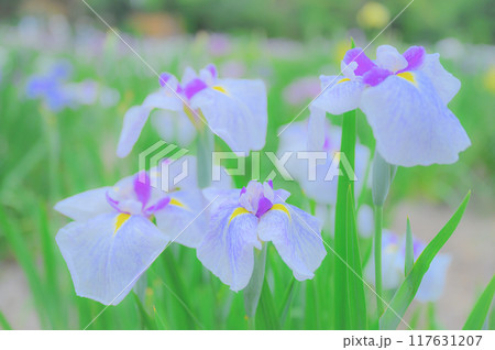 伝統的な日本の美:菖蒲の花 端午の節句イメージ 伝統的な日本の美:菖蒲の花 端午の節句イメージ 117631207