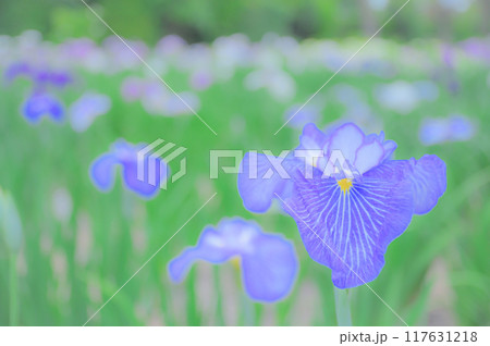 伝統的な日本の美：菖蒲の花　端午の節句イメージ 117631218