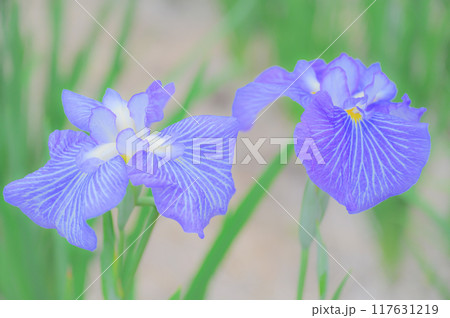 伝統的な日本の美：菖蒲の花　端午の節句イメージ 117631219