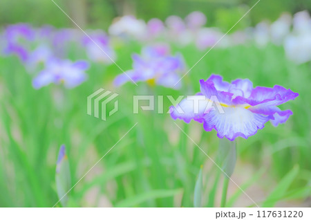 伝統的な日本の美：菖蒲の花　端午の節句イメージ 117631220