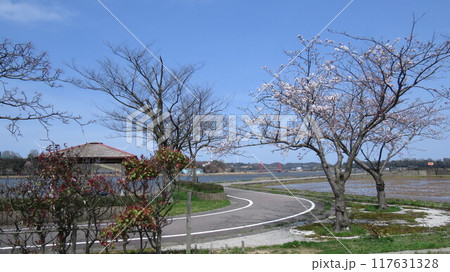 桜のある湖畔の風景 117631328