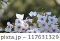 満開の桜の花の蜜を吸うメジロ 117631329