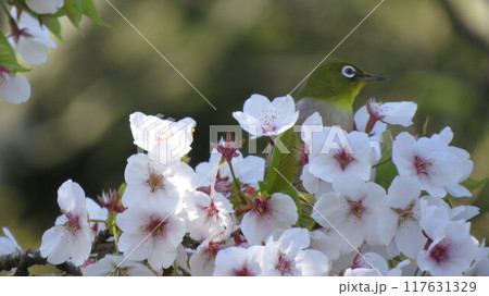 満開の桜の花の蜜を吸うメジロ 117631329