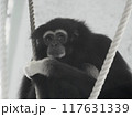 カメラ目線の猿 117631339