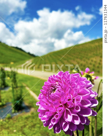 青空とピンク色のダリア 青空とピンク色のダリア 117631344