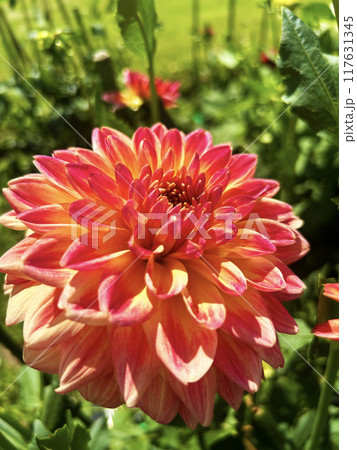 赤色のダリア 赤色のダリア 117631345
