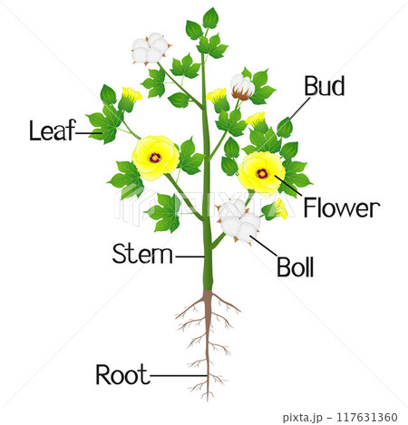 Part of cotton plant on a white background. 117631360