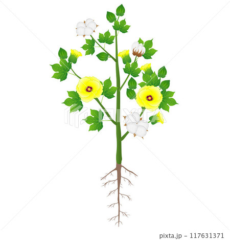 Cotton plant with roots isolated on white background. 117631371