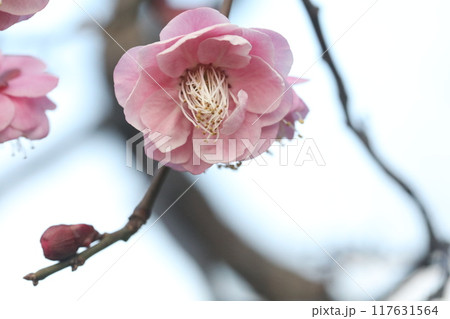 春を告げる梅の花 春を告げる梅の花 117631564