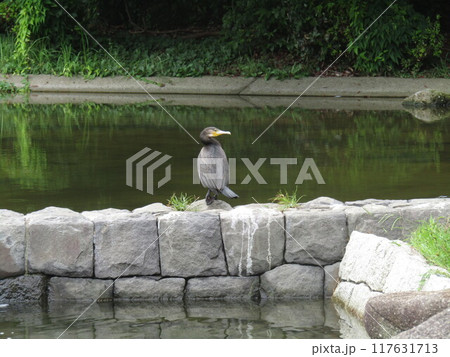 池の淵に立つカワウ 117631713