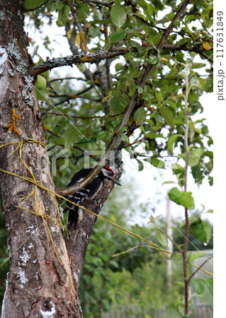 woodpecker sits on a branch and looks out from behind it woodpecker sits on a branch and looks out from behind it 117631849