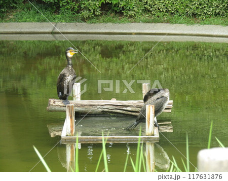 浜ノ池のカモの餌場を占拠したカワウ 117631876