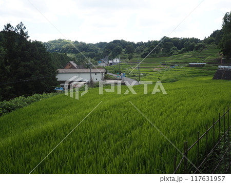 千早赤阪村の棚田 千早赤阪村の棚田 117631957