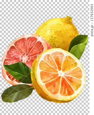 檸檬和葡萄柚 117632003