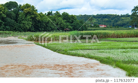 An image of damaged rice plants in a paddy field after flood water have receded. An image of damaged rice plants in a paddy field after flood water have receded. 117632077