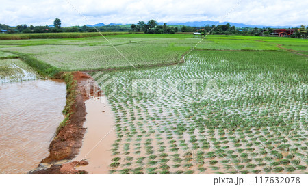 An image of damaged rice plants in a paddy field after flood water have receded. 117632078