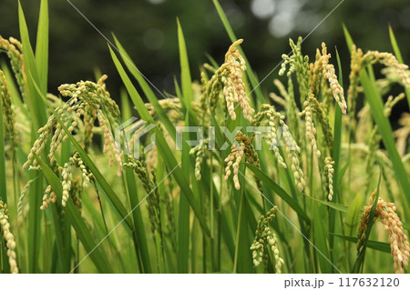 実った稲 実った稲 117632120