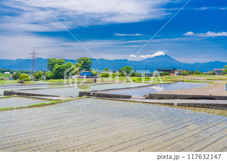 【山梨県】田植え期の田んぼ越しに富士山 117632147