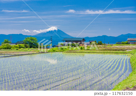 【山梨県】田植え期の田んぼ越しに富士山 117632150