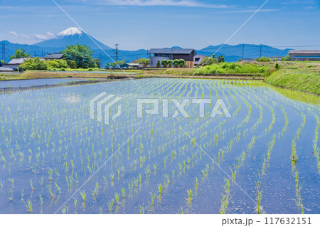 【山梨県】田植え期の田んぼ越しに富士山 117632151