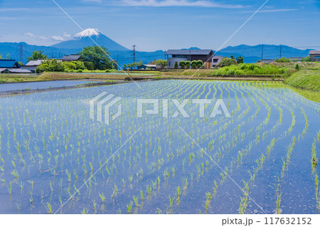 【山梨県】田植え期の田んぼ越しに富士山 【山梨県】田植え期の田んぼ越しに富士山 117632152