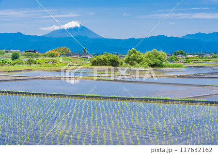 【山梨県】田植え期の田んぼ越しに富士山 117632162