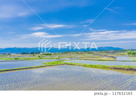【山梨県】田植え期の田んぼ越しに富士山 117632165