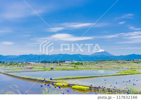 【山梨県】田植え期の田んぼ越しに富士山 117632166
