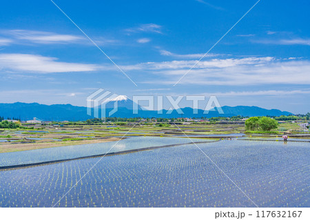 【山梨県】田植え期の田んぼ越しに富士山 117632167