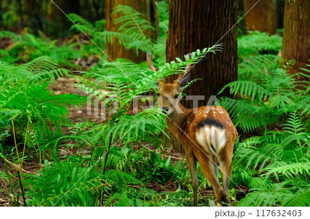 奈良公園の牡鹿 117632403