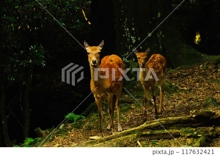 奈良公園下禰宜の道を歩く鹿の母子 117632421